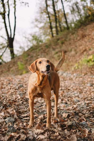Рыжулик- метис русской гончей в добрые руки! в Москве фото 7
