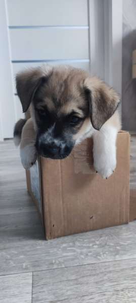 Красивый небольшой щенок мальчик в дар в Москве фото 3