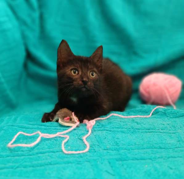 Маленькие красивые котята ищут дом в Санкт-Петербурге фото 4