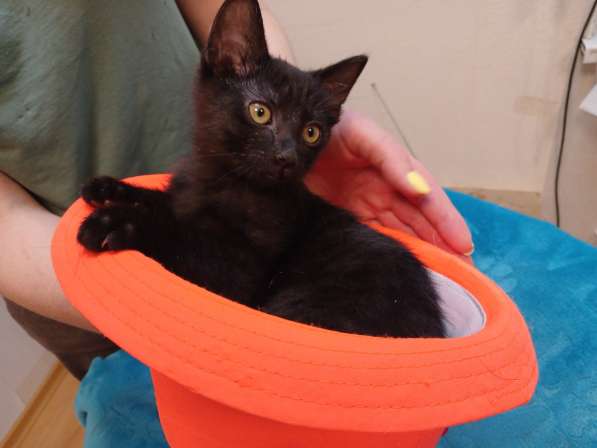 Черный игривый котёнок ищет дом в Санкт-Петербурге фото 10