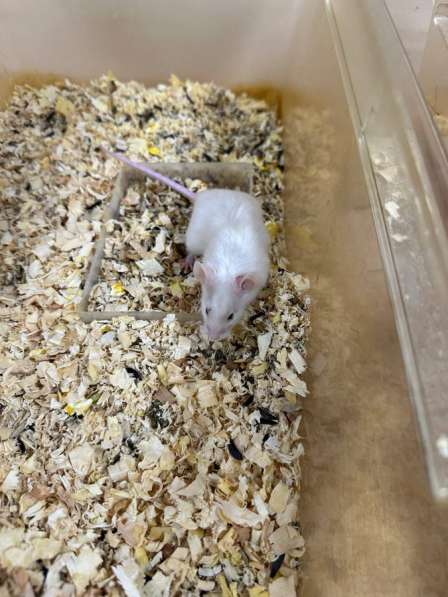 Мышки в Владивостоке