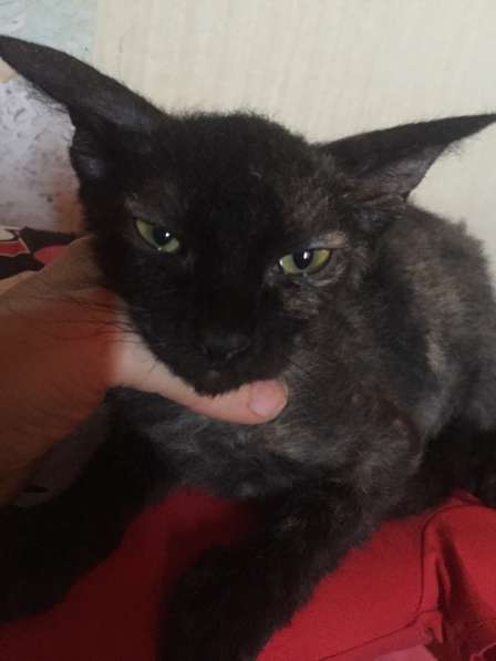 Сфинкс Гера