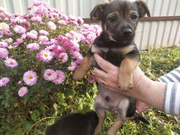 Щеночек от мелкой собачки ищет дом в Санкт-Петербурге фото 7