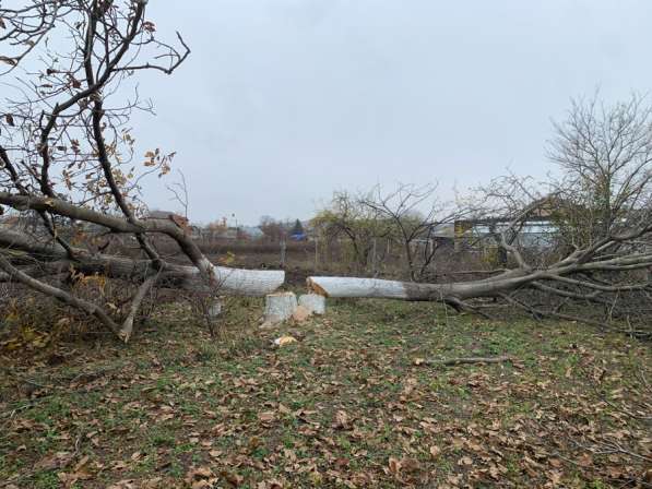 Спил деревьев