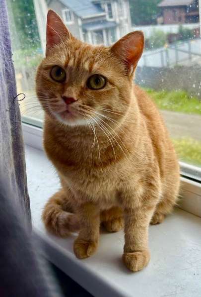 Рыжая красотка с характером срочно ищет дом!