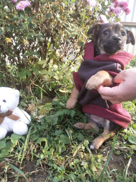 Щеночек от мелкой собачки ищет дом в Санкт-Петербурге