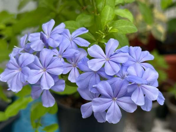 Комнатные растения в Аксае фото 4