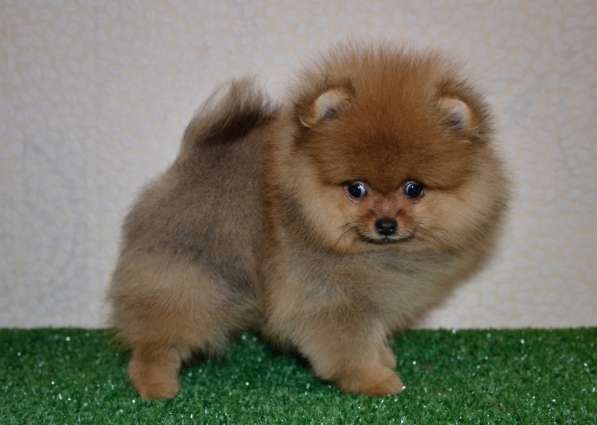 Pomeranian Pomeranian