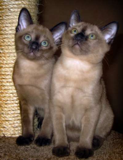 Тонкинские котята