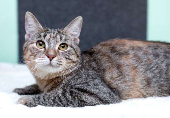 Серая полосатая ласковая котёнок Тея в дар в Москве фото 11