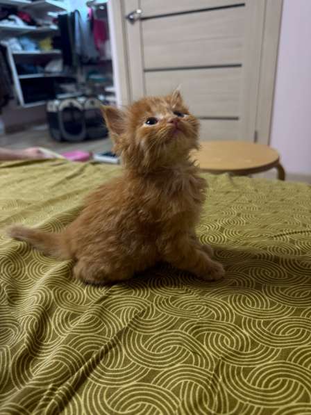 Котята в Москве фото 6