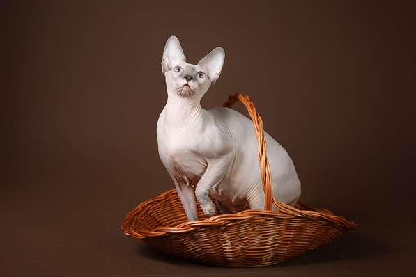 Стиль и нежность- Эльф, бамбино или сфинкс в Волгограде фото 10