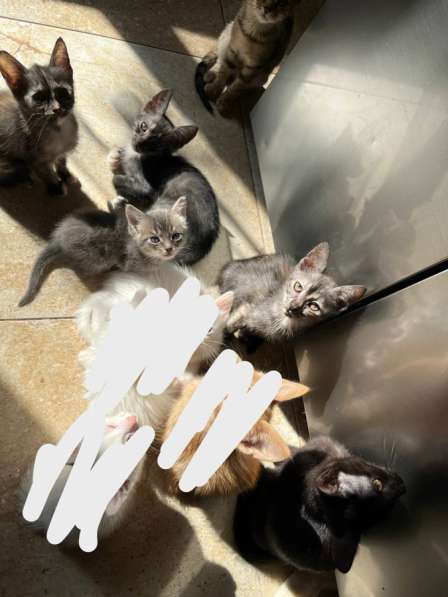 Котята бесплатно