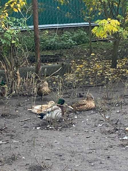 Утки дикие, индоутки в Курске