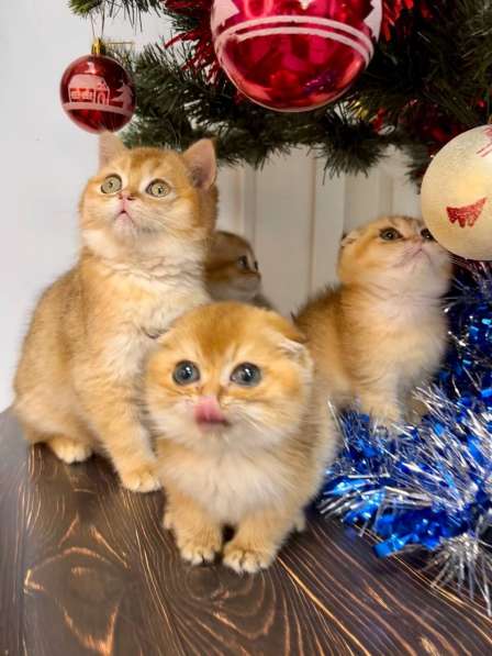 Британские котята купить в Краснодаре фото 10