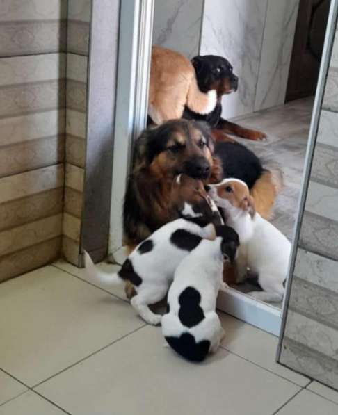 Пушистый большой добряк Большой в добрые руки в Москве фото 9