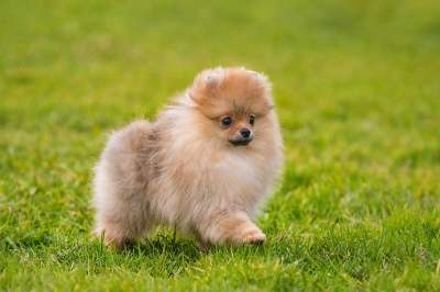 Щенков померанского шпица в Краснодаре фото 6