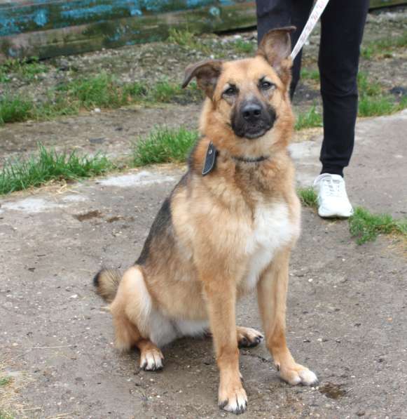 Позитивная Сэмми в поисках своей семьи! в Москве фото 5