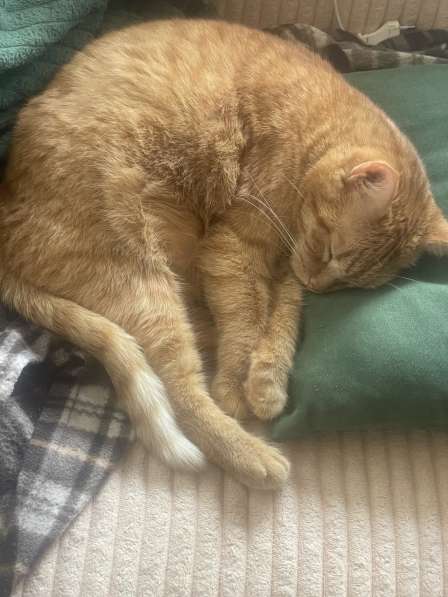 Умная кошка ищет хозяев в Ростове-на-Дону фото 5