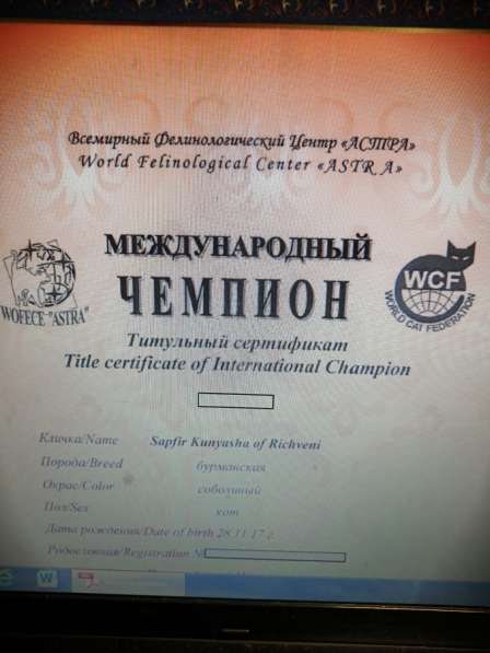 Бурма европейская в Ногинске