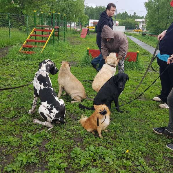 Дрессировка собак на площадке в Москве фото 7