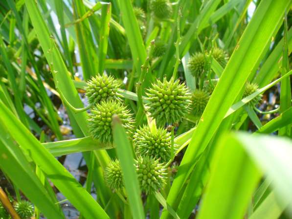 Кувшинки и другие водные растения в Севастополе фото 16