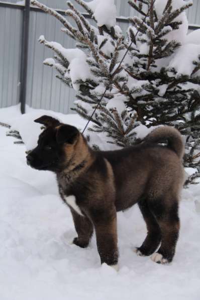 Чистокровные щенки Американской Акиты в Москве