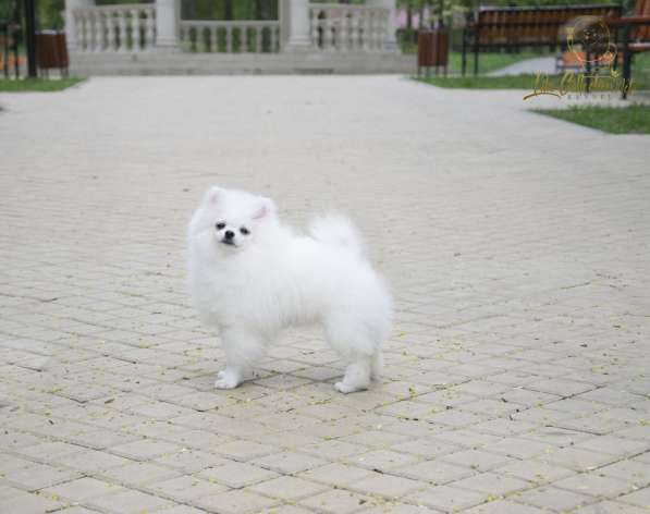Want a white Pomeranian ?☁ в Туле