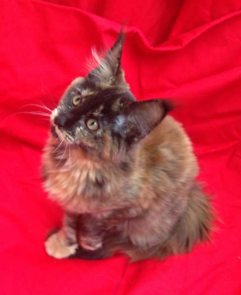 Котята породы Мейн-Кун в Москве фото 3