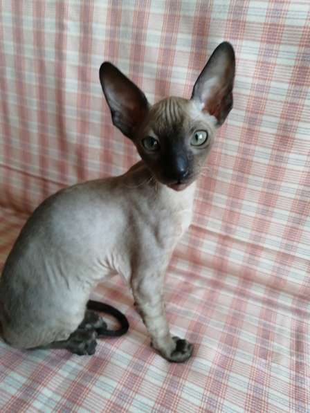 Кошечка Корниш рекс в Москве фото 5