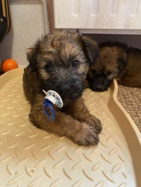 Купить щенка пшеничного терьера в Москве фото 3