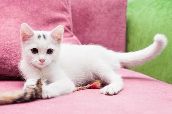 Маленькое чудо Яшенька, милейший белоснежный котенок в дар в Москве фото 5