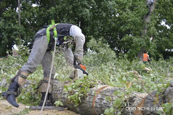 удаление опасных аварийных деревьев -кронирование в Москве фото 10