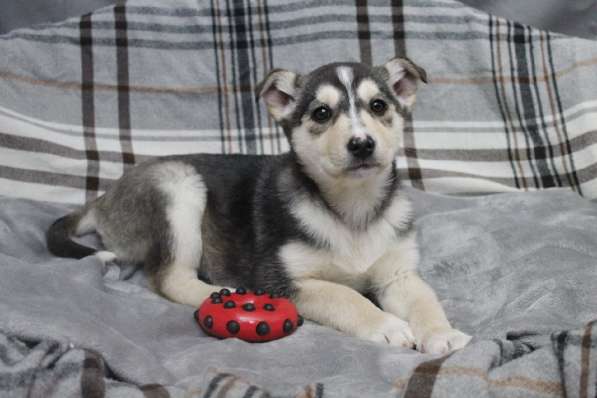 Черный щенок со звездочкой на груди в Санкт-Петербурге фото 25
