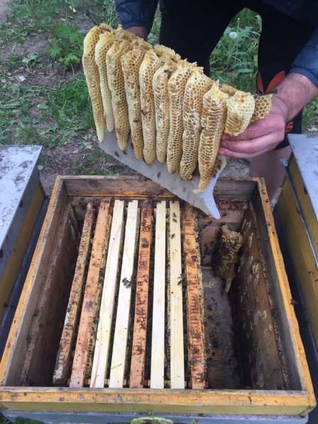 Пчёлы пчелосемьи пчелопакеты в Домодедове