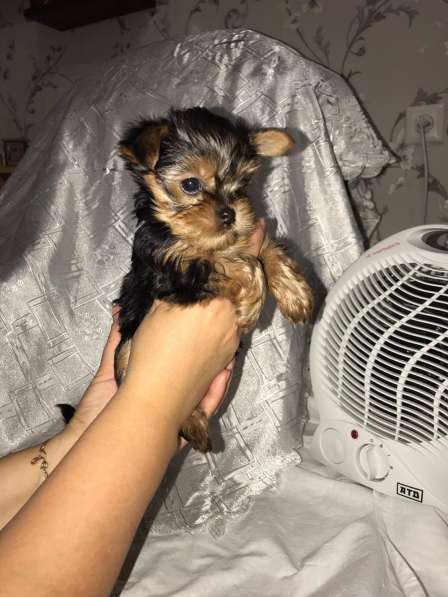 Продается щенок йоркширского терьера в Дзержинске