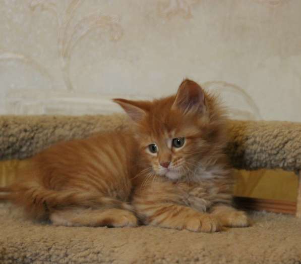 Котенок Кошечка Мейн Кун, U1(Ультра), красный тигровый окрас в Москве фото 3
