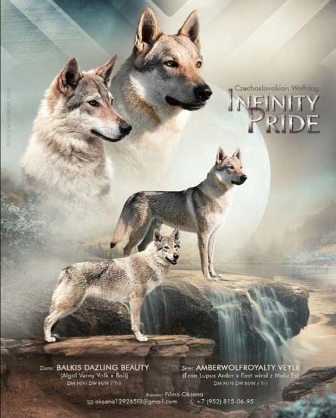 Чехословацкая волчья собака