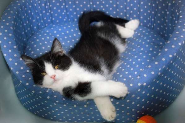 Гордый Ди Каприо ищет своего покровителя