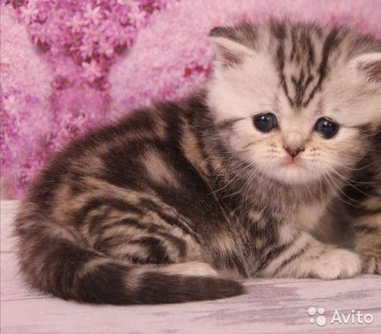 Котята вислоухие и прямоухие в Костроме