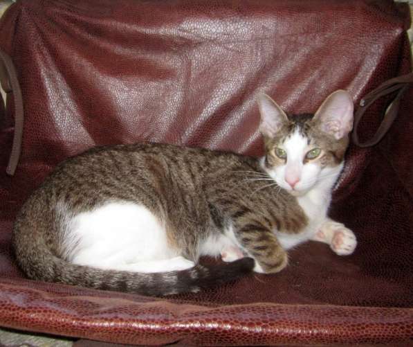 Котик петерболда