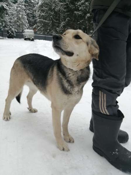 Чудесная собака Монти ищет семью в Москве