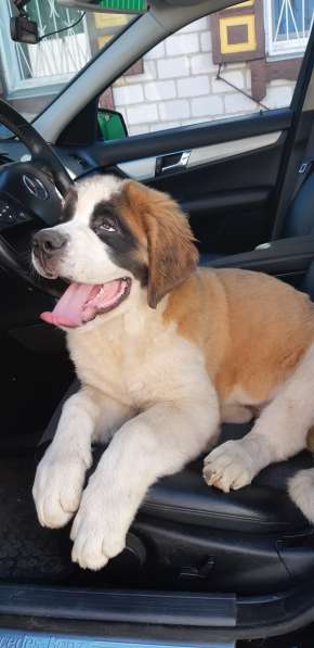 Щенки сенбернара в фото 62