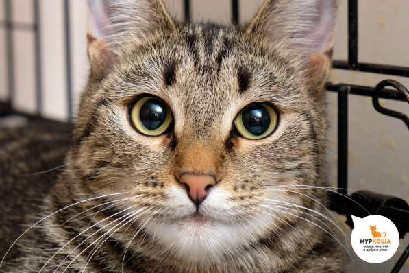Кошечка Шенди в Москве фото 3
