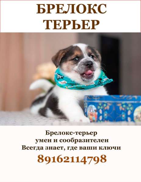 Красавцы щенки мальчики в добрые руки! в Москве фото 17