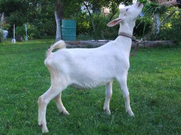 Чистопородные зааненские козлики в Голицыне фото 12