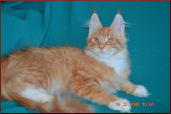 Роскошный черный котик мейн-кун из питомника в Астрахани фото 47