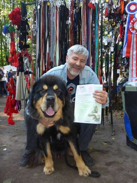 Тибетский мастиф - щенки в Санкт-Петербурге фото 11