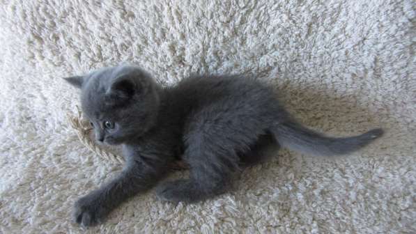 Плюшевый британский котенок в Москве