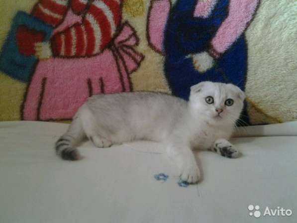Кот на вязку -1500 котята от 2000 в Шуе фото 3
